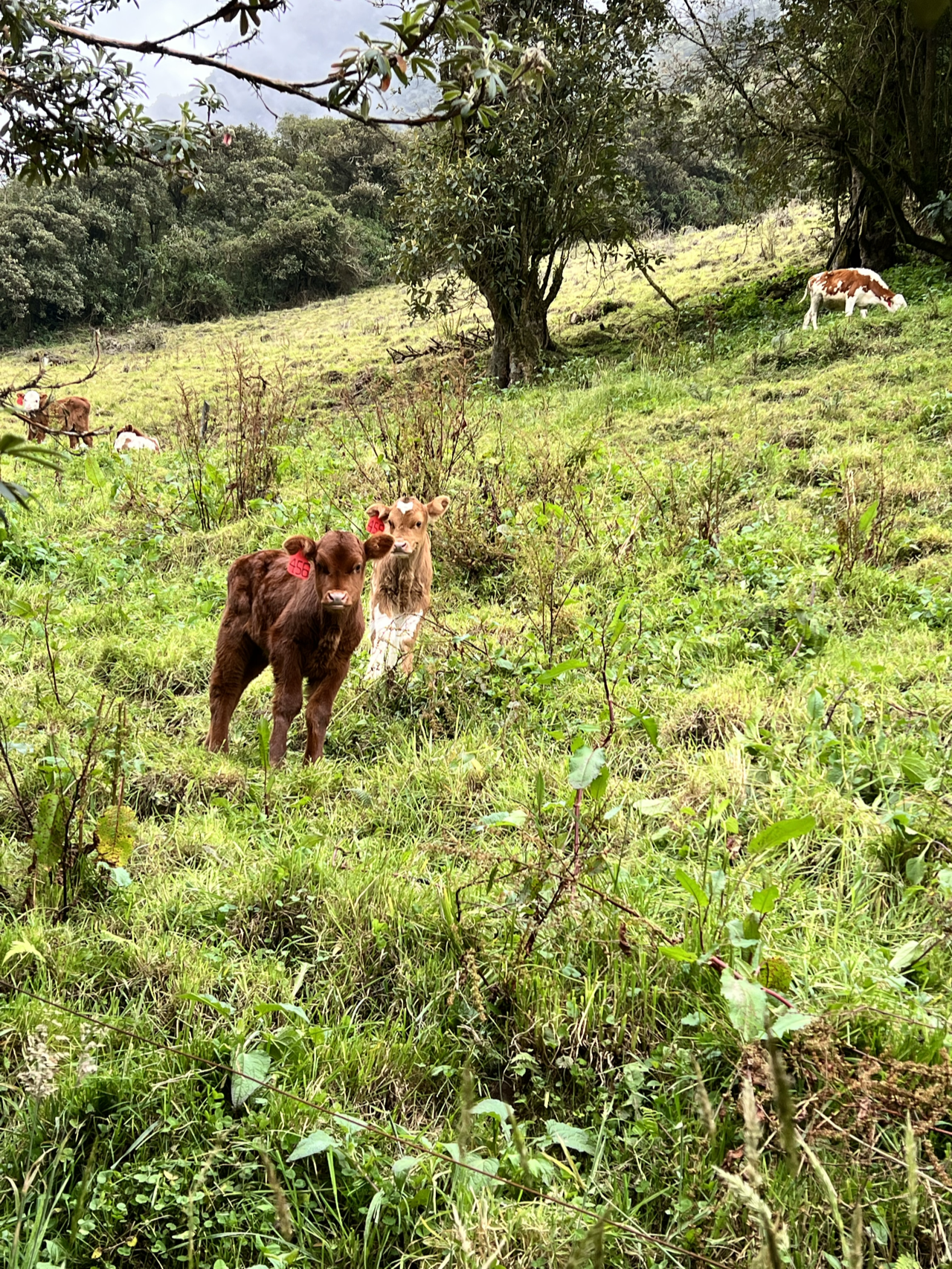 Calves at pasture