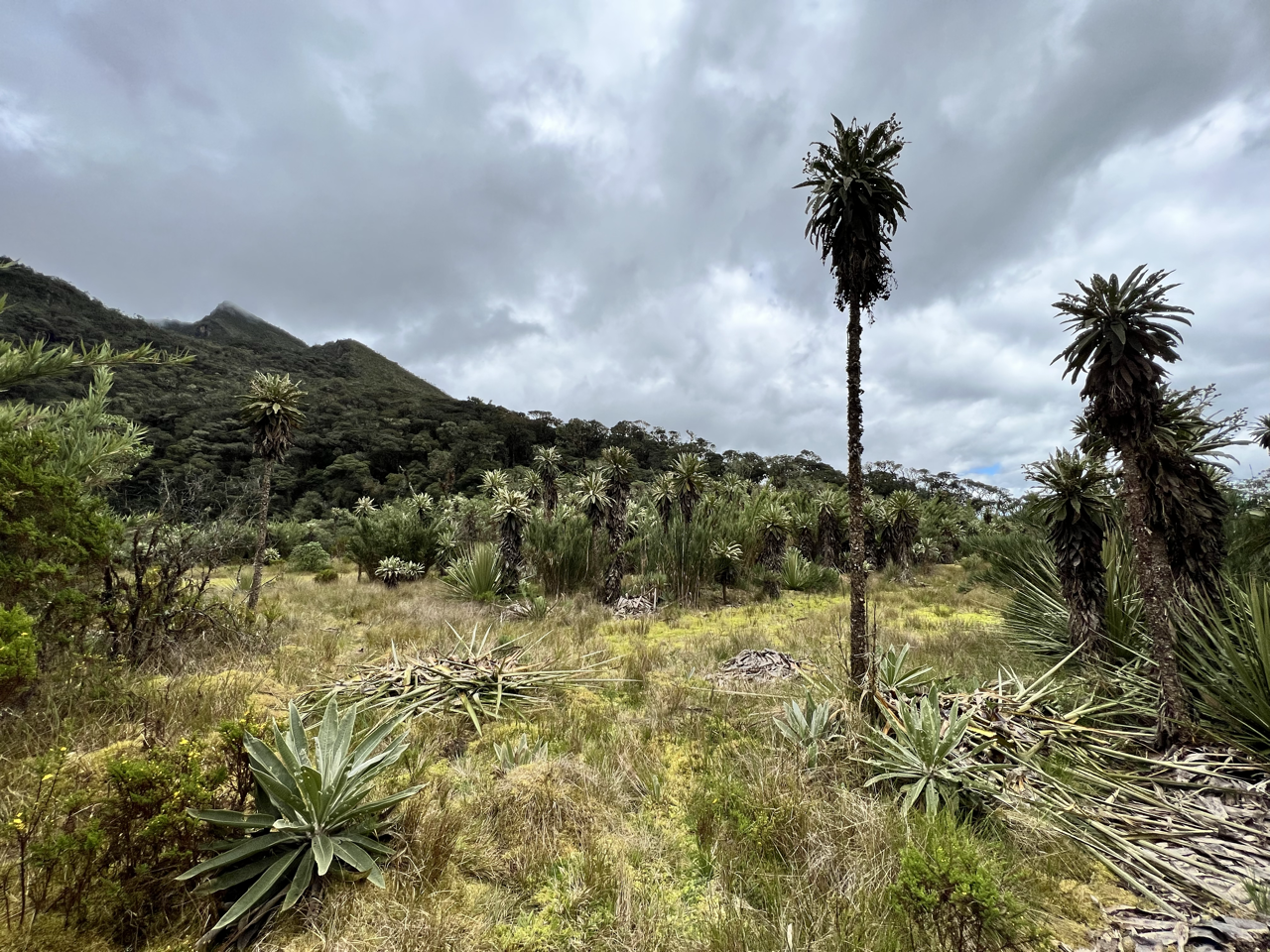 Frailejones on the páramo